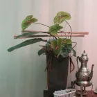 Imagem 2 da empresa ARTE FLORAL ARRANJOS ESPECIAIS Formaturas - Decoração em Florianópolis SC