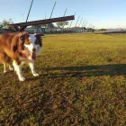 Imagem 5 da empresa BICHINHO CHIQUE Pet Shop em Porto Alegre RS