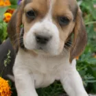 Imagem 3 da empresa CANIL DOG´S VALENT´S - VARIEDADES EM FILHOTES Animais - Compra e Venda em São Bernardo Do Campo SP