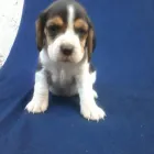 Imagem 2 da empresa CANIL DOG´S VALENT´S - VARIEDADES EM FILHOTES Animais - Compra e Venda em São Bernardo Do Campo SP