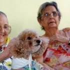 Imagem 1 da empresa DIGNUS ARTE DE VIVER Serviços Especiais em Rio De Janeiro RJ