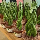 Imagem 6 da empresa ESALFLORES FLORICULTURA E GARDEN CENTER Floriculturas em Curitiba PR