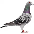 Imagem 6 da empresa HIDROSAMPA DESENTUPIDORA E DEDETIZADORA São Paulo em São Paulo SP