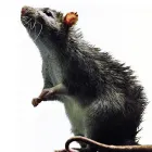 Imagem 1 da empresa HIDROSAMPA DESENTUPIDORA E DEDETIZADORA São Paulo em São Paulo SP