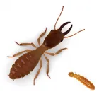 Imagem 2 da empresa HIDROSAMPA DESENTUPIDORA E DEDETIZADORA São Paulo em São Paulo SP