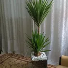 Imagem 1 da empresa LUISA  CRISTINA GABRIEL Vasos para Plantas em São Paulo SP