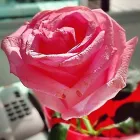 Imagem 5 da empresa ORNATTOS FLORES Presentes em Recife PE