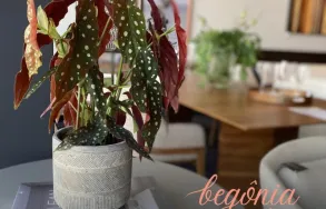 Imagem 2 da empresa AGAPANTHUS FLORICULTURA Floriculturas em Curitiba PR