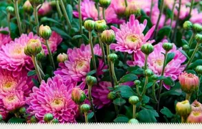 Imagem 1 da empresa ATACADO SANTA FÉ Floriculturas em Porto Alegre RS