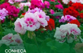 Imagem 2 da empresa ATACADO SANTA FÉ Floriculturas em Porto Alegre RS