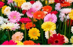 Imagem 4 da empresa ATACADO SANTA FÉ Floriculturas em Porto Alegre RS