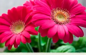 Imagem 5 da empresa ATACADO SANTA FÉ Floriculturas em Porto Alegre RS