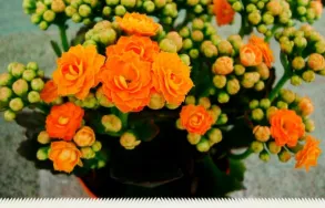 Imagem 7 da empresa ATACADO SANTA FÉ Floriculturas em Porto Alegre RS