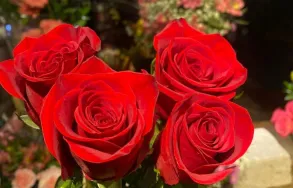 Imagem 2 da empresa ESALFLORES FLORICULTURA E GARDEN CENTER Floriculturas em Curitiba PR