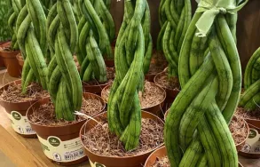 Imagem 6 da empresa ESALFLORES FLORICULTURA E GARDEN CENTER Floriculturas em Curitiba PR