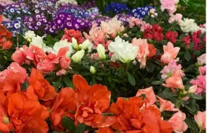 Imagem 7 da empresa ESALFLORES FLORICULTURA E GARDEN CENTER Floriculturas em Curitiba PR