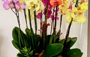 Imagem 8 da empresa FLORICULTURA MAZZOLIN DI FIORI Floriculturas em Porto Alegre RS