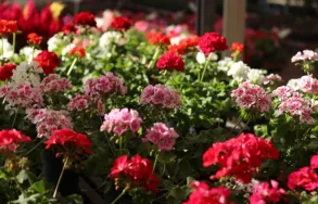 Imagem 1 da empresa FLORICULTURA WINGE Floriculturas em Porto Alegre RS