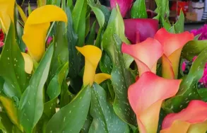 Imagem 5 da empresa FLORICULTURA WINGE Floriculturas em Porto Alegre RS