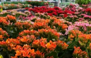 Imagem 7 da empresa FLORICULTURA WINGE Floriculturas em Porto Alegre RS