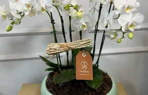 Imagem 6 da empresa TESS FLEUR - FLORICULTURA PORTO ALEGRE Floriculturas em Porto Alegre RS