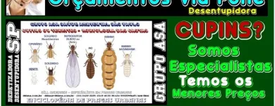 Imagem 4 da empresa DD INSETO - DEDETIZADORA E DESENTUPIDORA SP Ratos em São Paulo Brasil