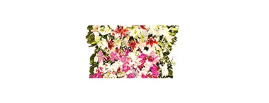 Imagem 3 da empresa FLORICULTURA E FUNERÁRIA Velórios em São Paulo SP