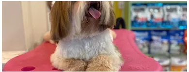 Imagem 2 da empresa PET GATÔ - CLÍNICA VETERINÁRIA E PET SHOP Pet Shop em Fortaleza CE