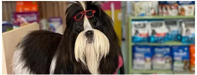 Imagem 5 da empresa PET GATÔ - CLÍNICA VETERINÁRIA E PET SHOP Pet Shop em Fortaleza CE