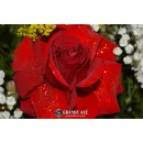 FLORICULTURA TOCA DAS FLORES Floriculturas em Porto Alegre RS